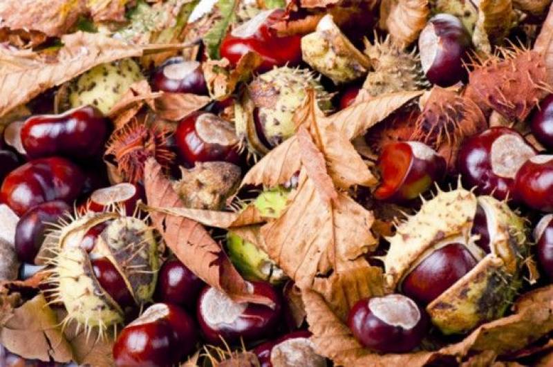 “Πάμε Βόλτα” στην Καστάνιτσα Αρκαδίας