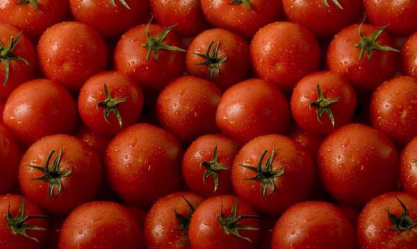 Οι ντομάτες Πολωνίας και η... κορυφή του παγόβουνου