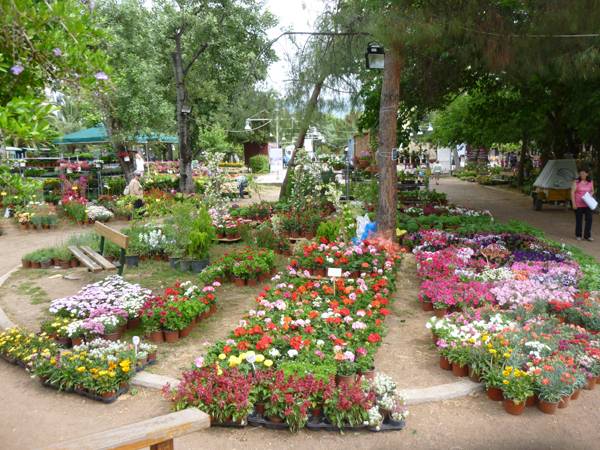 Περισσότερες συμμετοχές στην Ανθοκομική Εκθεση