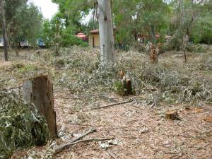 Αναφορά του Δασαρχείου στον εισαγγελέα για τη δενδροκοπή στο πάρκο Αλμυρού