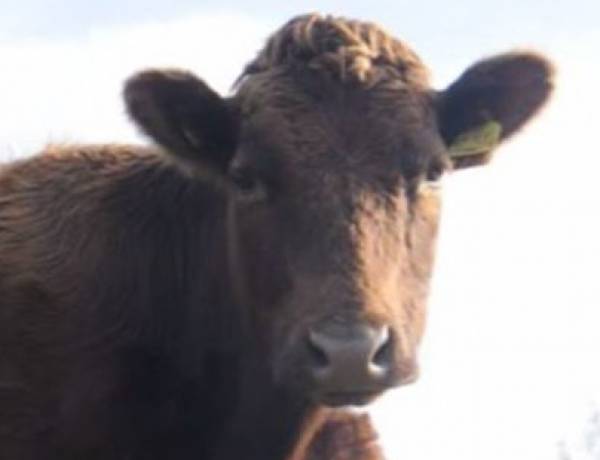 Σύγκρουση αυτοκινήτου με… μοσχάρι