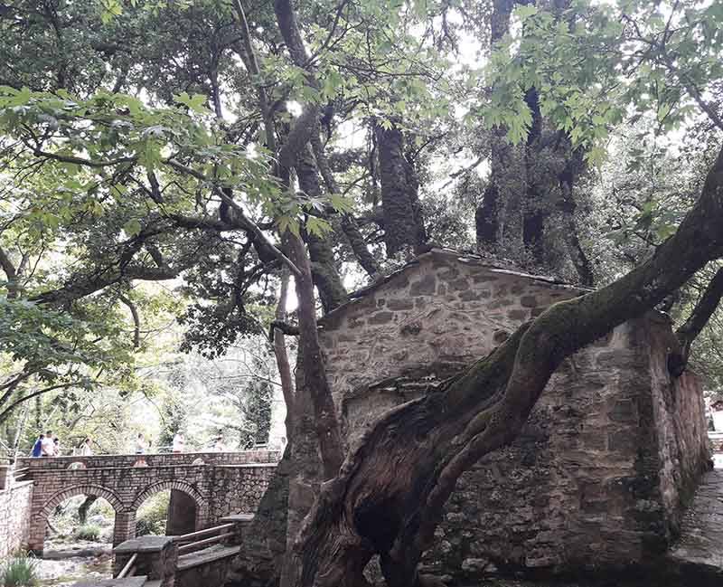 Βάστα Αρκαδίας: Το εκκλησάκι με τα δέντρα στην σκεπή (φωτογραφίες)