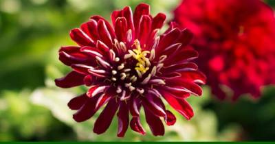 Ο Σύλλογος Πολιτικών Συνταξιούχων Ν. Μεσσηνίας για την Ημέρα της Γυναίκας