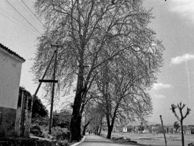 Οδός Δενδρακίων