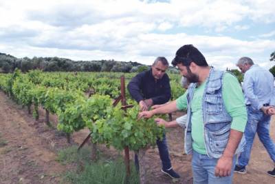 Ζημιές σε αμπέλια και σταφίδες της Μεσσήνης