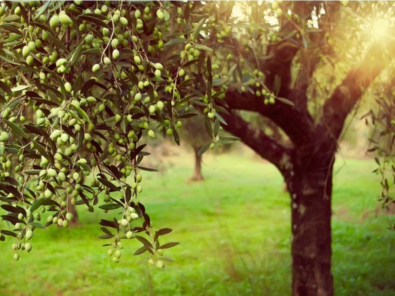 Οι απόλυτοι σύμμαχοι στη συγκομιδή της ελιάς