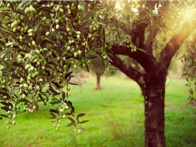 Οι απόλυτοι σύμμαχοι στη συγκομιδή της ελιάς