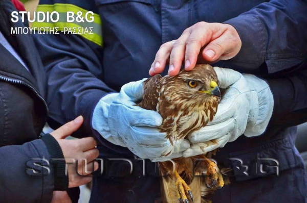 Τραυματισμένη γερακίνα στο Ναύπλιο