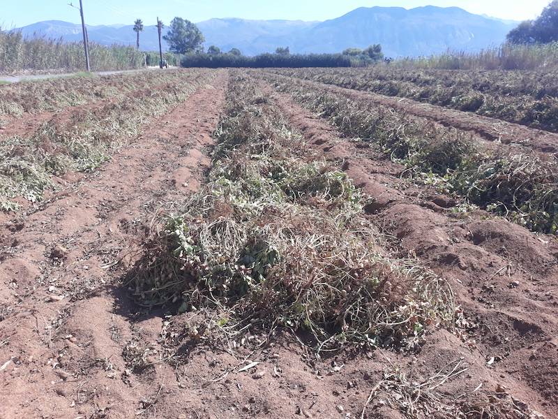 Καλής ποιότητας τα πρώτα φιστίκια