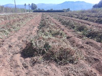 Καλής ποιότητας τα πρώτα φιστίκια