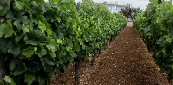 Η Πελοπόννησος ο μεγαλύτερος αμπελώνας της Ελλάδας