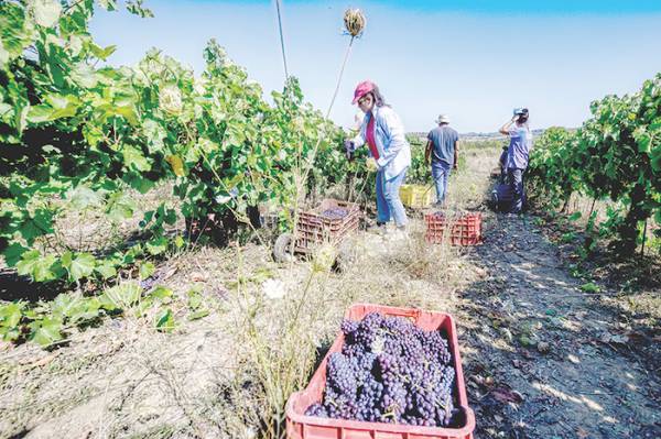 «Δεν αντέχουμε άλλο» λένε οι σταφιδοπαραγωγοί
