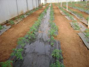 Ξεκίνησαν οι φυτεύσεις στα θερμοκήπια Τριφυλίας