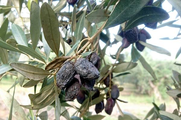Ψεκασμούς για γλοιοσπόριο συνιστά η Διεύθυνση Γεωργίας Τριφυλίας