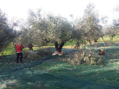 Παρέμβαση Χαρίτση και άλλων βουλευτών της Νέας Αριστεράς: “Σοβαρό πρόβλημα στις πληρωμές των ελαιουργικών οργανώσεων”