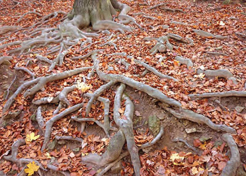 Οι βαθιές ρίζες του κρατισμού