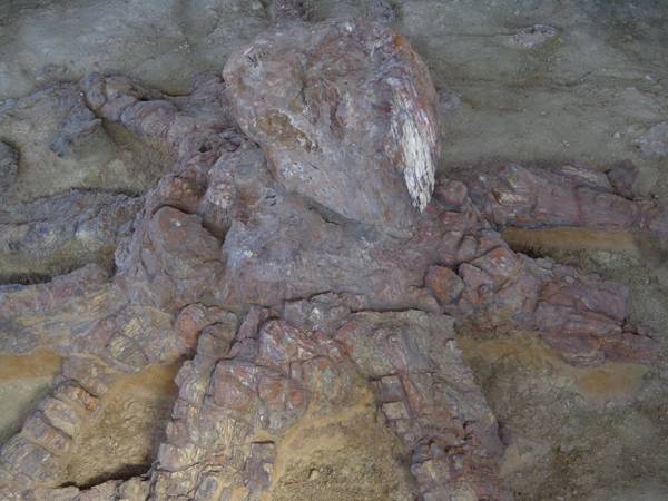 Προγράμματα Παλαιοντολογίας για μαθητές και σεμινάριο για εκπαιδευτικούς