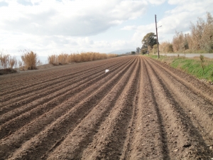 Με θετική προοπτική: Φυτεύουν πρώιμη πατάτα σε Μεσσήνη και Μπουρνιά