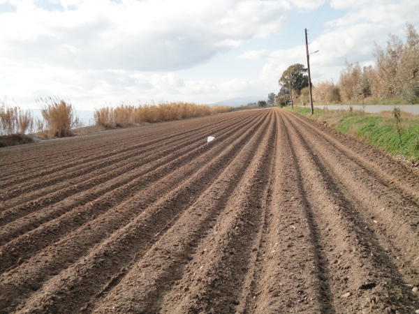 Με θετική προοπτική: Φυτεύουν πρώιμη πατάτα σε Μεσσήνη και Μπουρνιά