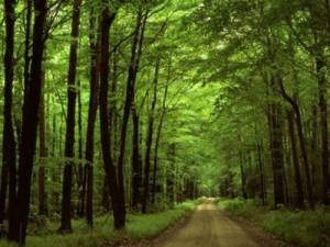 Απαγόρευση κυκλοφορίας σε δάση και ορεινούς όγκους