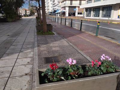 Κυκλάμινα στη Ναυαρίνου