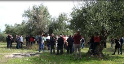 Αλήθειες, ψέματα και μυστικά για την καλλιέργεια της ελιάς στην &quot;Εύφορη Γη&quot; (βίντεο)