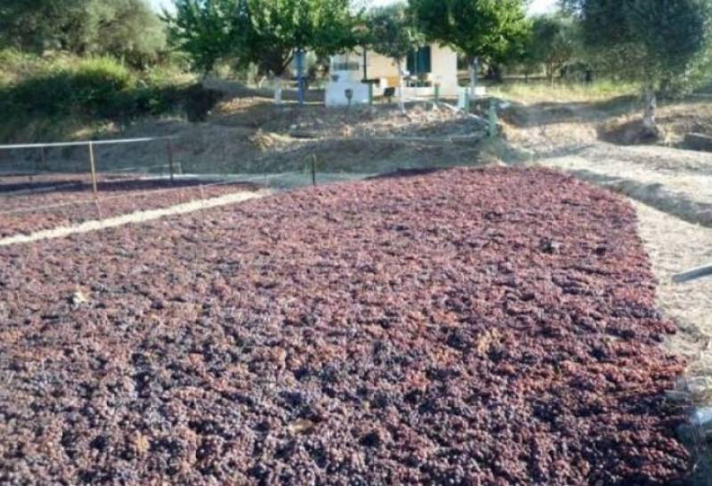 Στήριξη παραγωγών σταφίδας ζητεί ο ΣΥΡΙΖΑ Μεσσηνίας