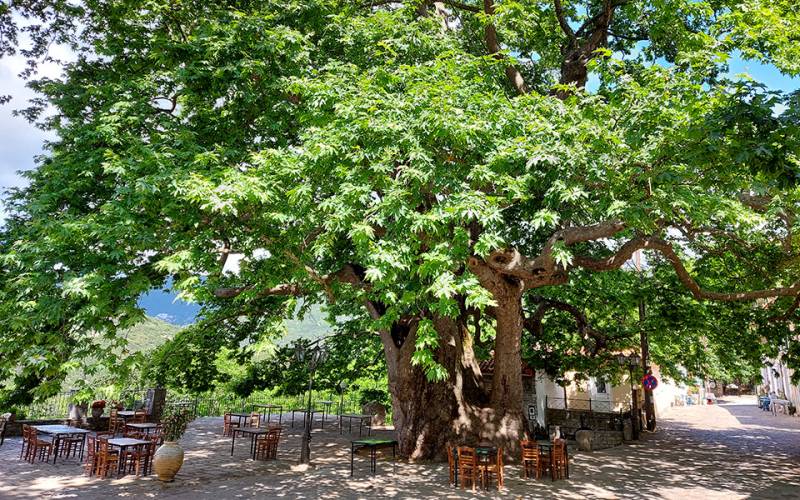 Πλάτανος, Άρνα-Λακωνία