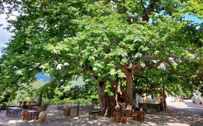 Πλάτανος, Άρνα-Λακωνία