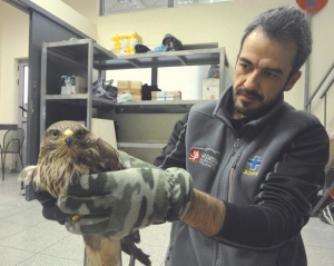 Τραυματισμένο γεράκι στο Κεντρικό