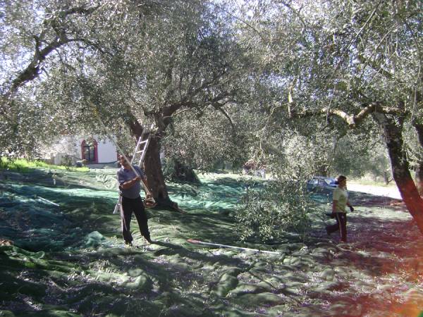 Απώλειες επιδοτήσεων σε σταφίδα - ελαιόλαδο