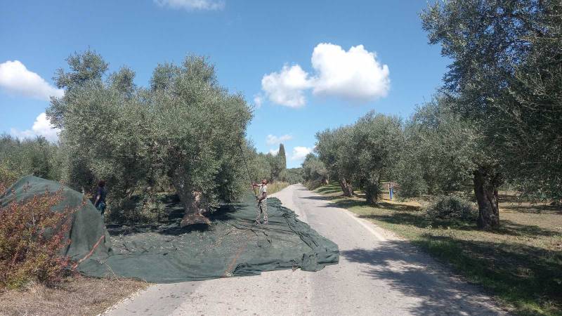 Ξεκίνησε το μάζεμα της μαυρολιάς