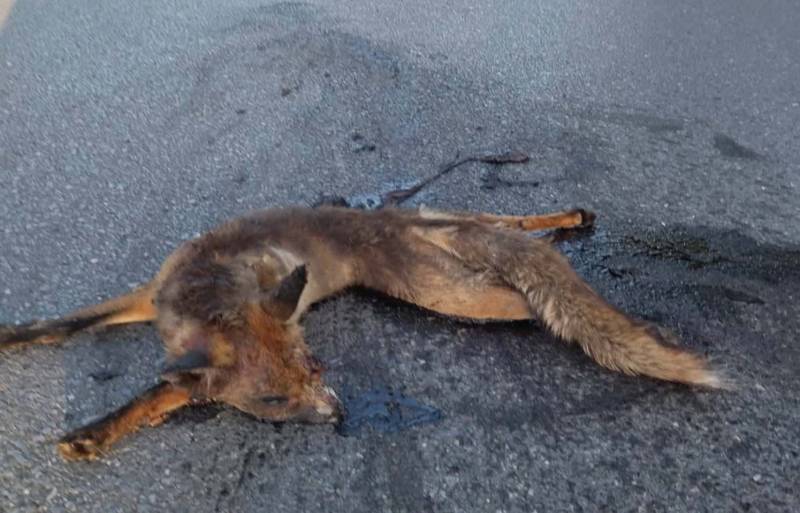 Η αλεπού του δρόμου