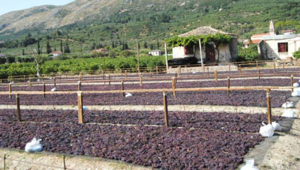 Η ΛΑ.Ε. για την κορινθιακή σταφίδα
