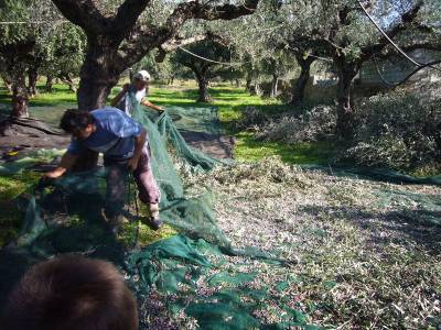 Τελειώνει νωρίς η ελαιοσυγκομιδή