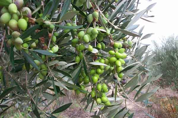 Ολοκληρώνεται η δακοκτονία στη Μεσσηνία