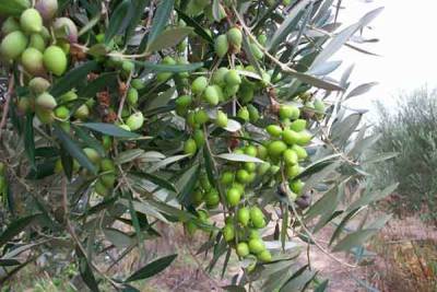 Ολοκληρώνεται η δακοκτονία στη Μεσσηνία