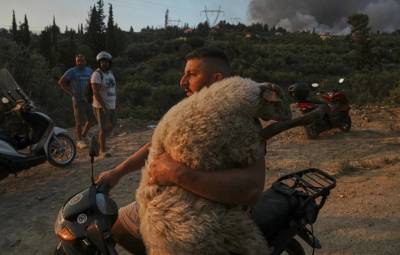 BBC: Ο 33χρονος που έσωσε το πρόβατο στην Αχαΐα, από τις πιο εμβληματικές φωτογραφίες του 2025