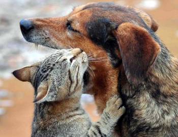 Δήμος Καλαμάτας: Διαφορετική διαχείριση στα αδέσποτα