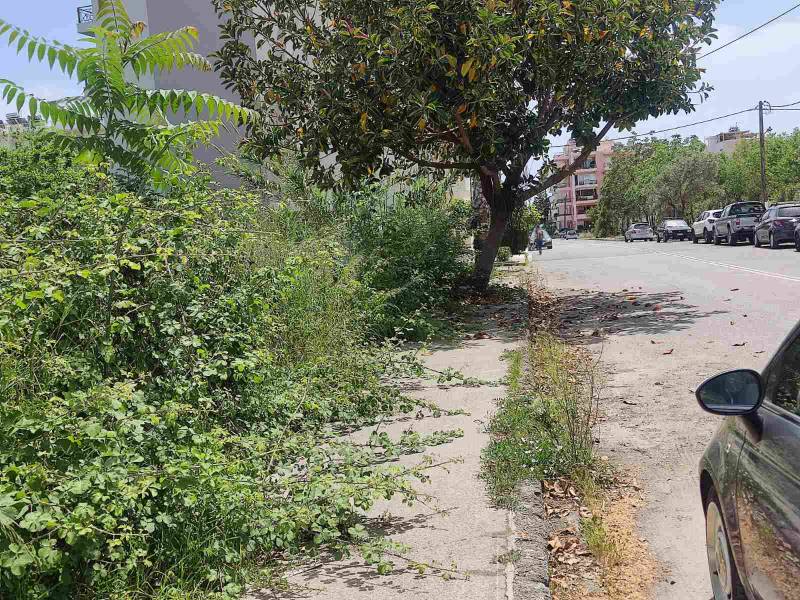 Βάτα και δέντρο στο πεζοδρόμιο!