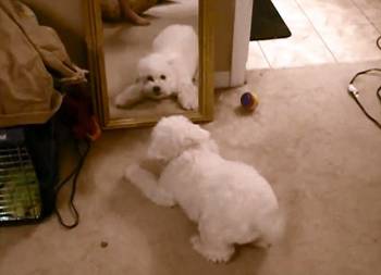 Τσαντίστηκε με... τον εαυτό του