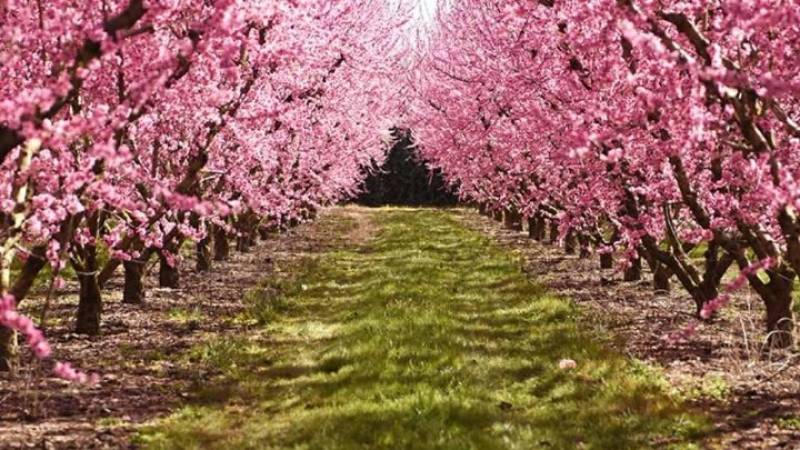 Οι ανθισμένες ροδακινιές της Ημαθίας ντύνουν την περιοχή με χρώμα - Ένα ζωντανό μωσαϊκό πολιτισμών και εμπειριών