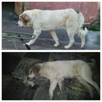 Καταγγελία του Φιλοζωικού Ομίλου Καλαμάτας για φόλα σε σκύλο στη Μαρίνα