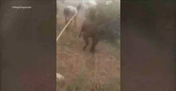 Κορινθία: Οι δραματικές ώρες της φωτιάς στα Γεράνεια – Συγκλονιστική μαρτυρία 3 αδερφών (βίντεο)