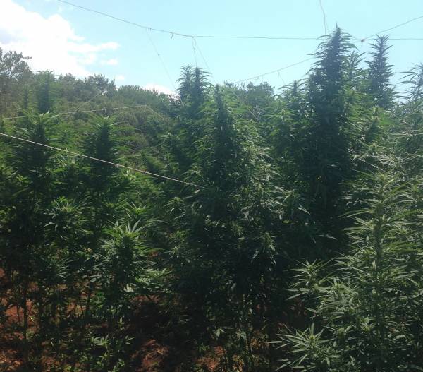 Χασισοφυτεία με 23 δενδρύλλια στην Αμφεια Μεσσηνίας