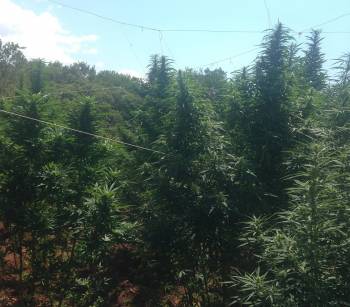 Χασισοφυτεία με 23 δενδρύλλια στην Αμφεια Μεσσηνίας