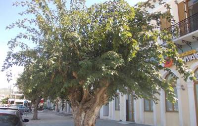 Τα “Ανυπότακτα Φιλιατρά” για τη μουριά Ταμπάκη στην Πλατεία Φιλιατρών