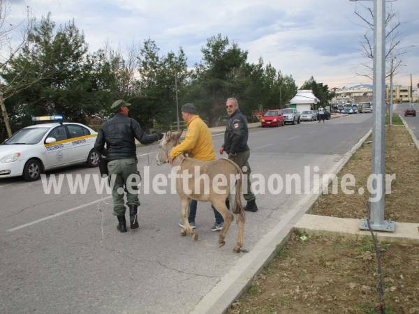 Καλαμάτα: Αδέσποτο γαϊδούρι στην οδό Αρτέμιδος (βίντεο)
