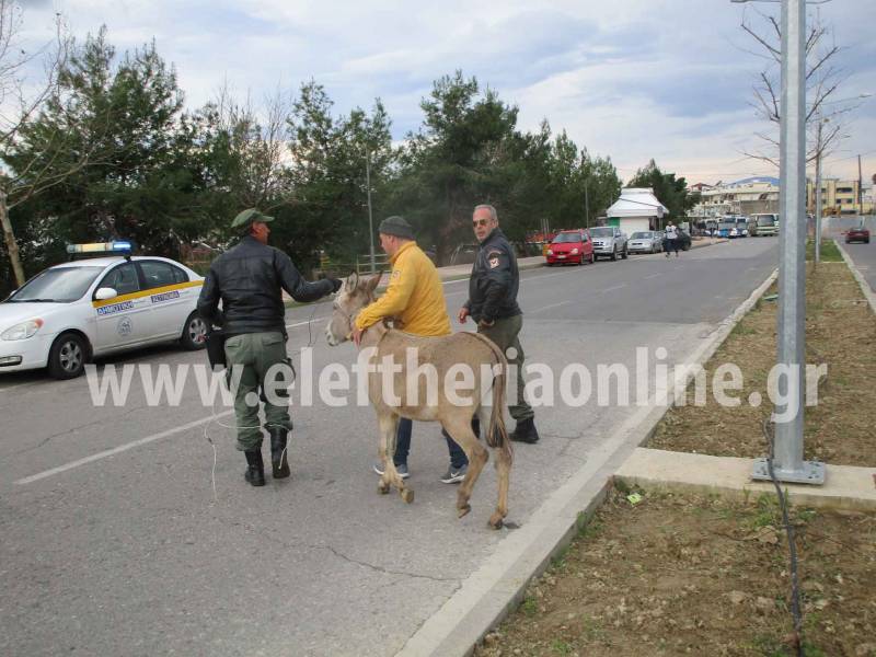 Καλαμάτα: Αδέσποτο γαϊδούρι στην οδό Αρτέμιδος (βίντεο)
