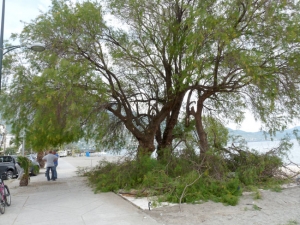 Κούρεψαν τα αρμυρίκια με την άδεια του δήμου